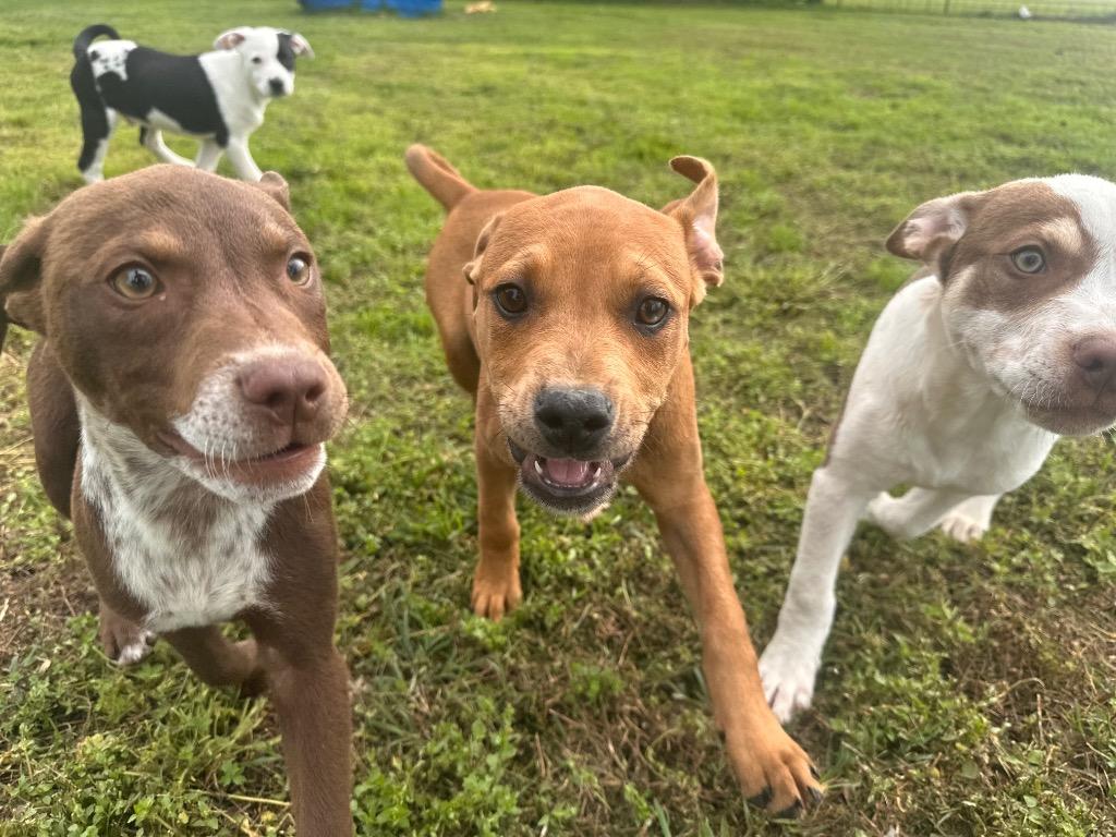 Belle, a Adoptable mixed breed in Claremore, OK image 4/6