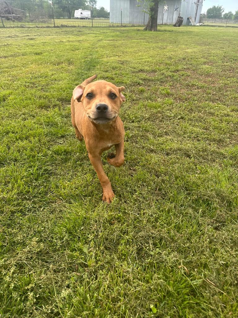 Belle, a Adoptable mixed breed in Claremore, OK image 5/6