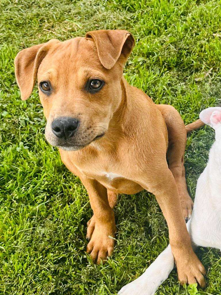 Belle, a Adoptable mixed breed in Claremore, OK image 6/6