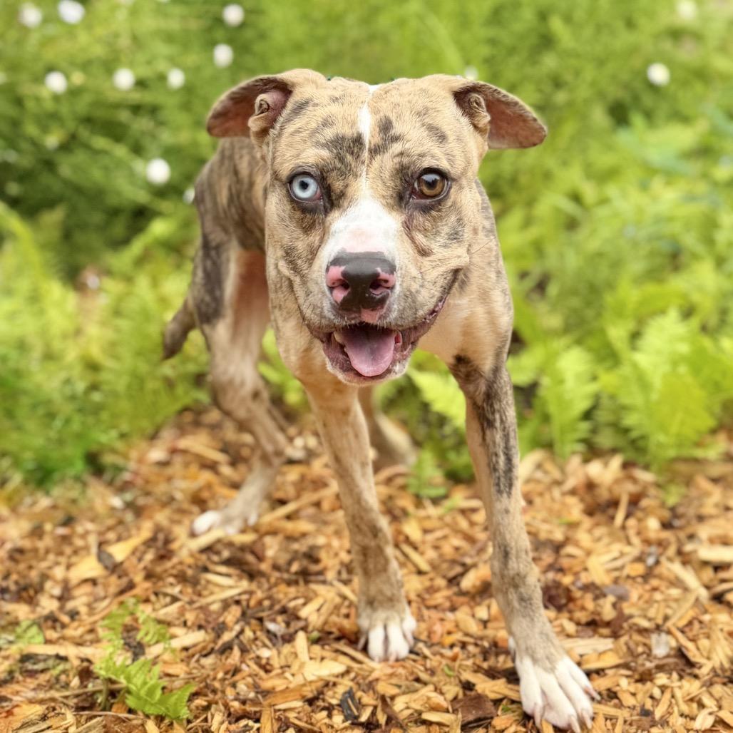Balyhoo, Adoptable, Young Male Mixed Breed.
