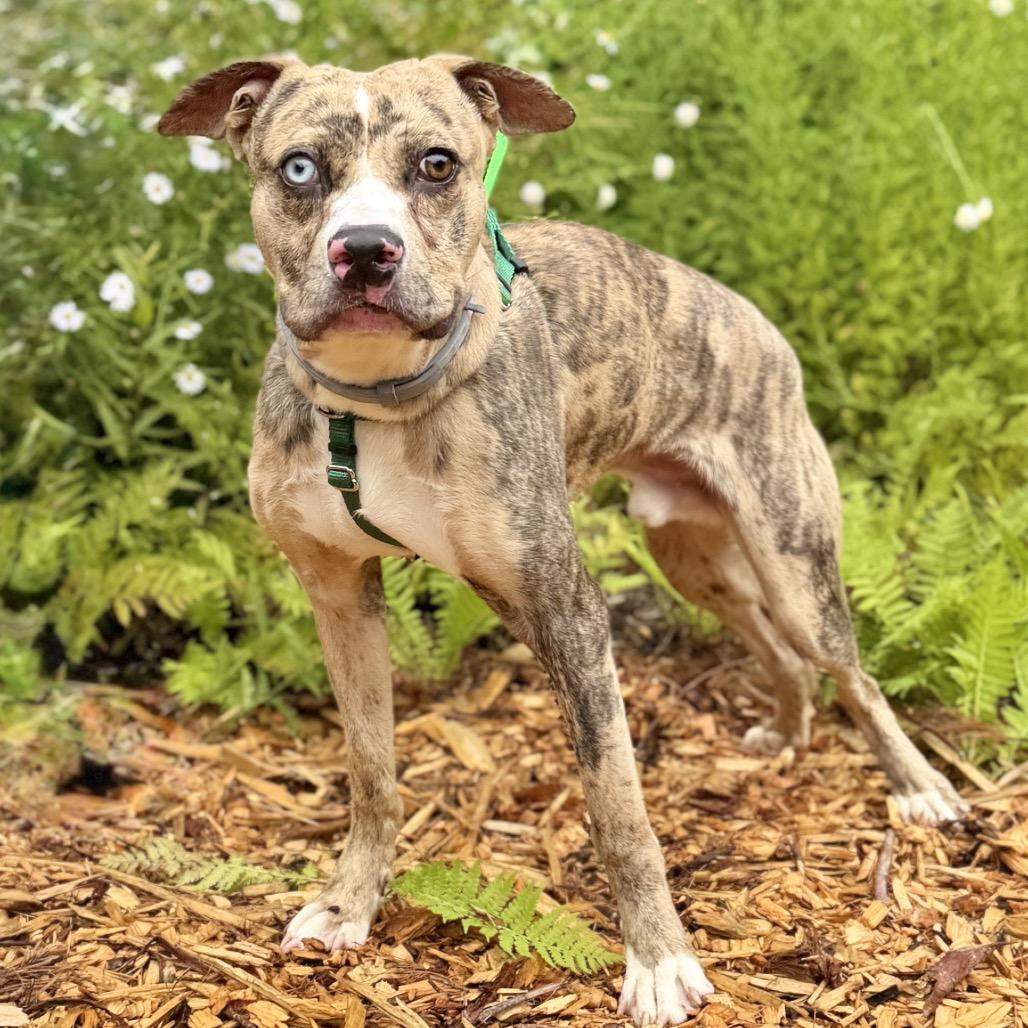 Enlarge Balyhoo, a Adoptable Mixed Breed in East Hampton, NY image 2/5