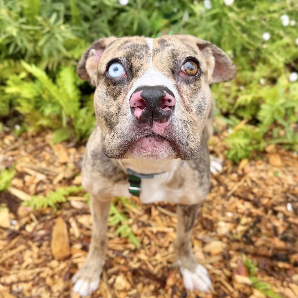 Enlarge Balyhoo, a Adoptable Mixed Breed in East Hampton, NY image 3/5