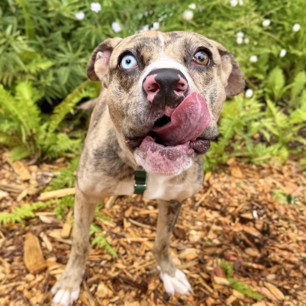 Enlarge Balyhoo, a Adoptable Mixed Breed in East Hampton, NY image 4/5