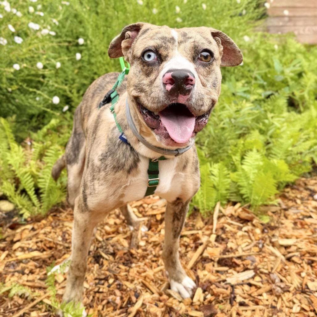 Enlarge Balyhoo, a Adoptable Mixed Breed in East Hampton, NY image 5/5