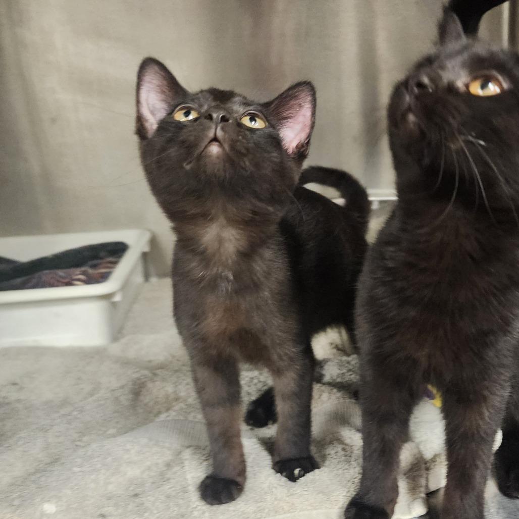 Nona, Adoptable, Kitten Female Domestic Short Hair.