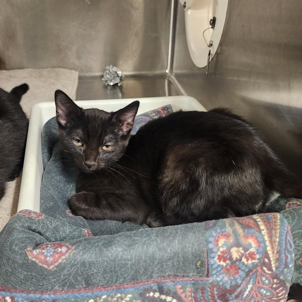 Enlarge Nona, a Adoptable Domestic Short Hair in Evensville, TN image 2/6