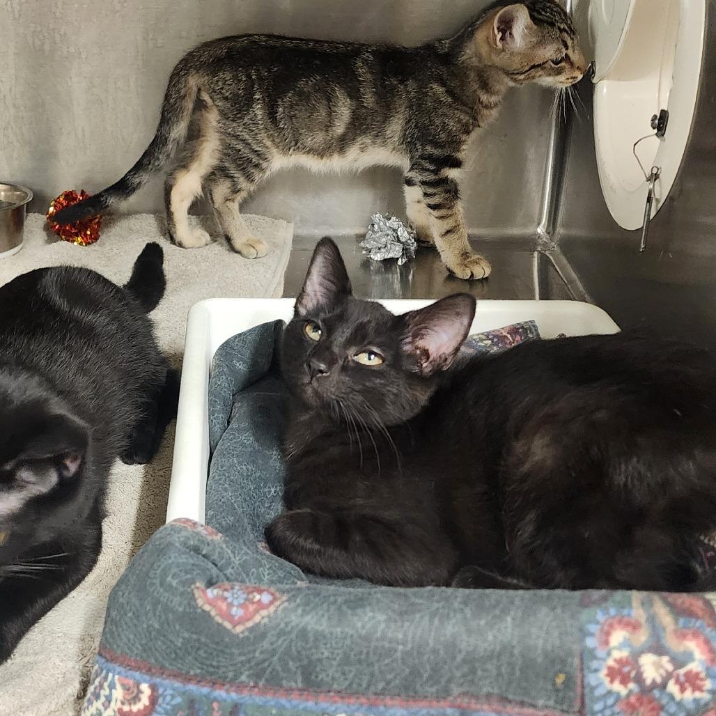 Enlarge Nona, a Adoptable Domestic Short Hair in Evensville, TN image 3/6