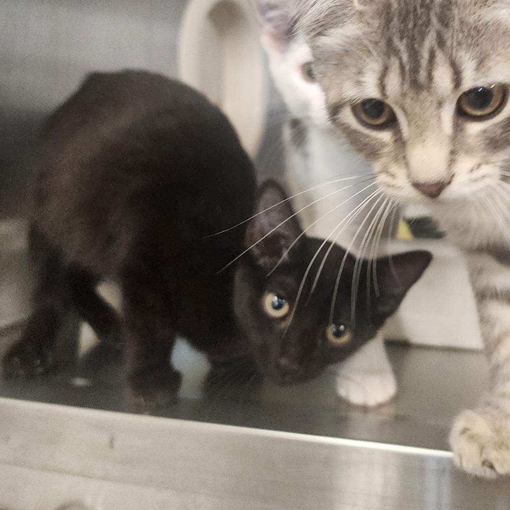 Enlarge Nona, a Adoptable Domestic Short Hair in Evensville, TN image 5/6