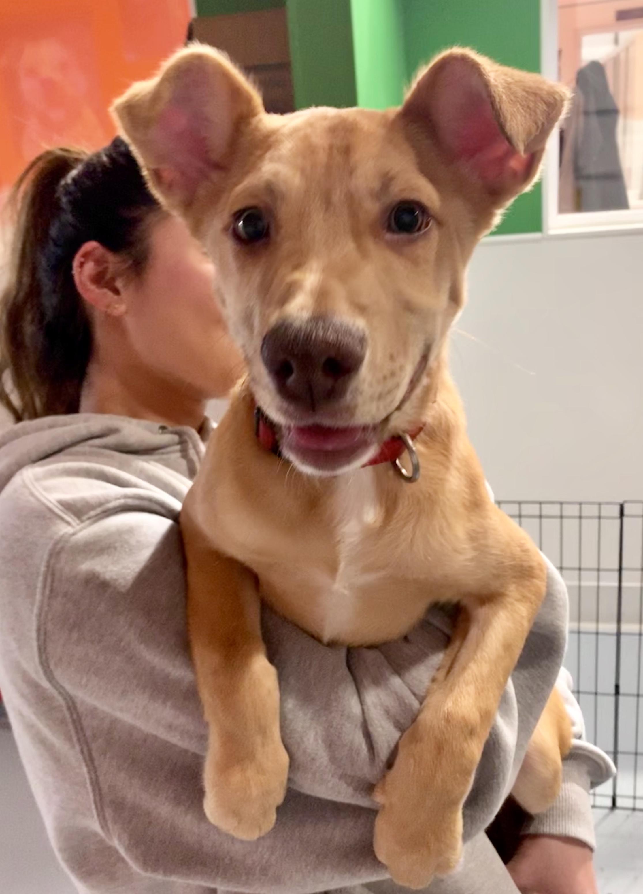 Enlarge Tuk, a ADOPTABLE mixed breed in Seattle, WA image 1/1