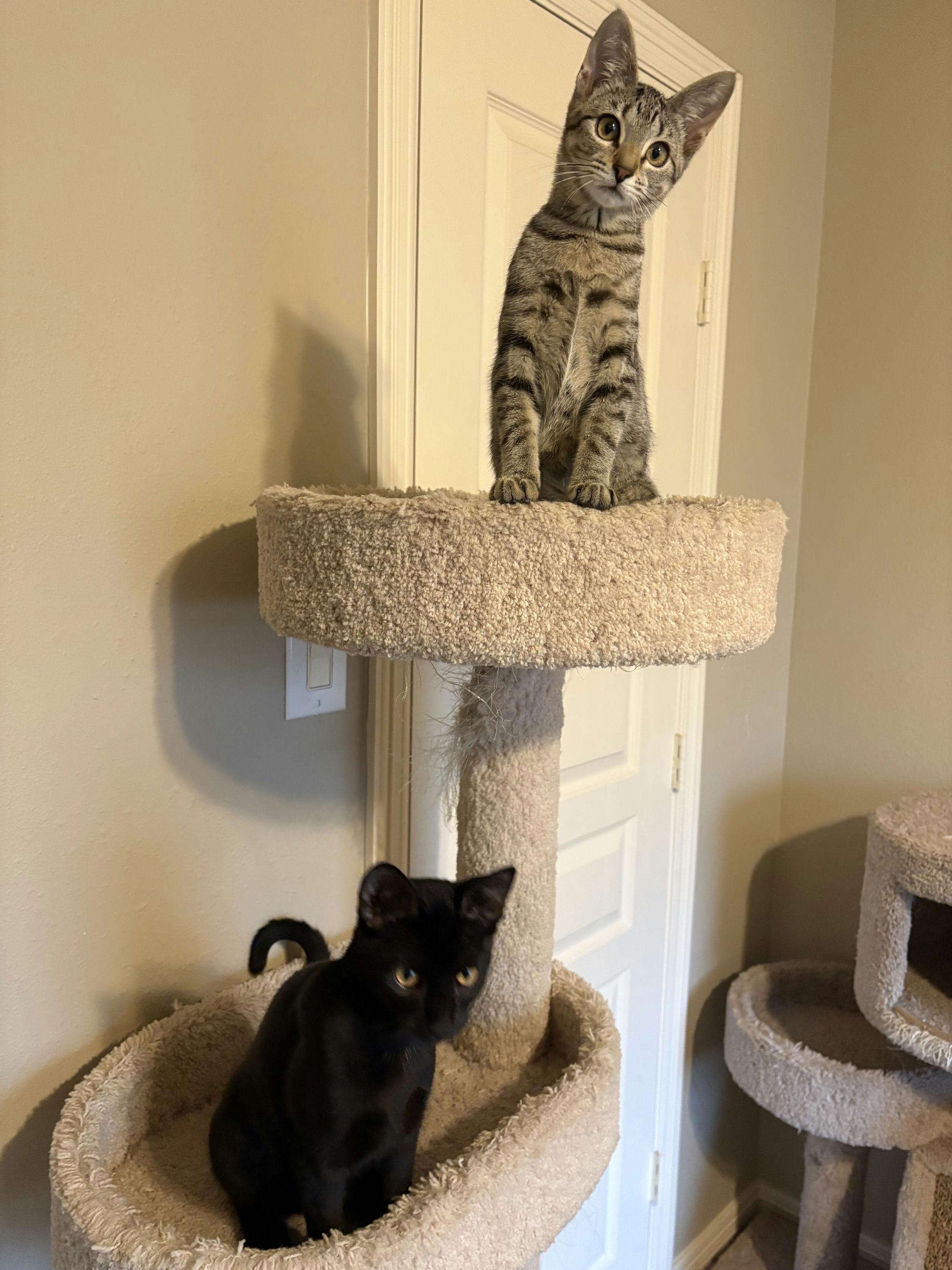 Enlarge Figaro, a Adoptable Domestic Short Hair in Houston, TX image 3/6