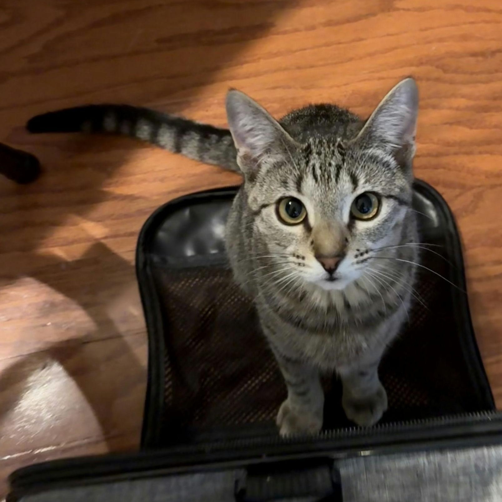 Figaro, Adoptable, Kitten Male Domestic Short Hair.