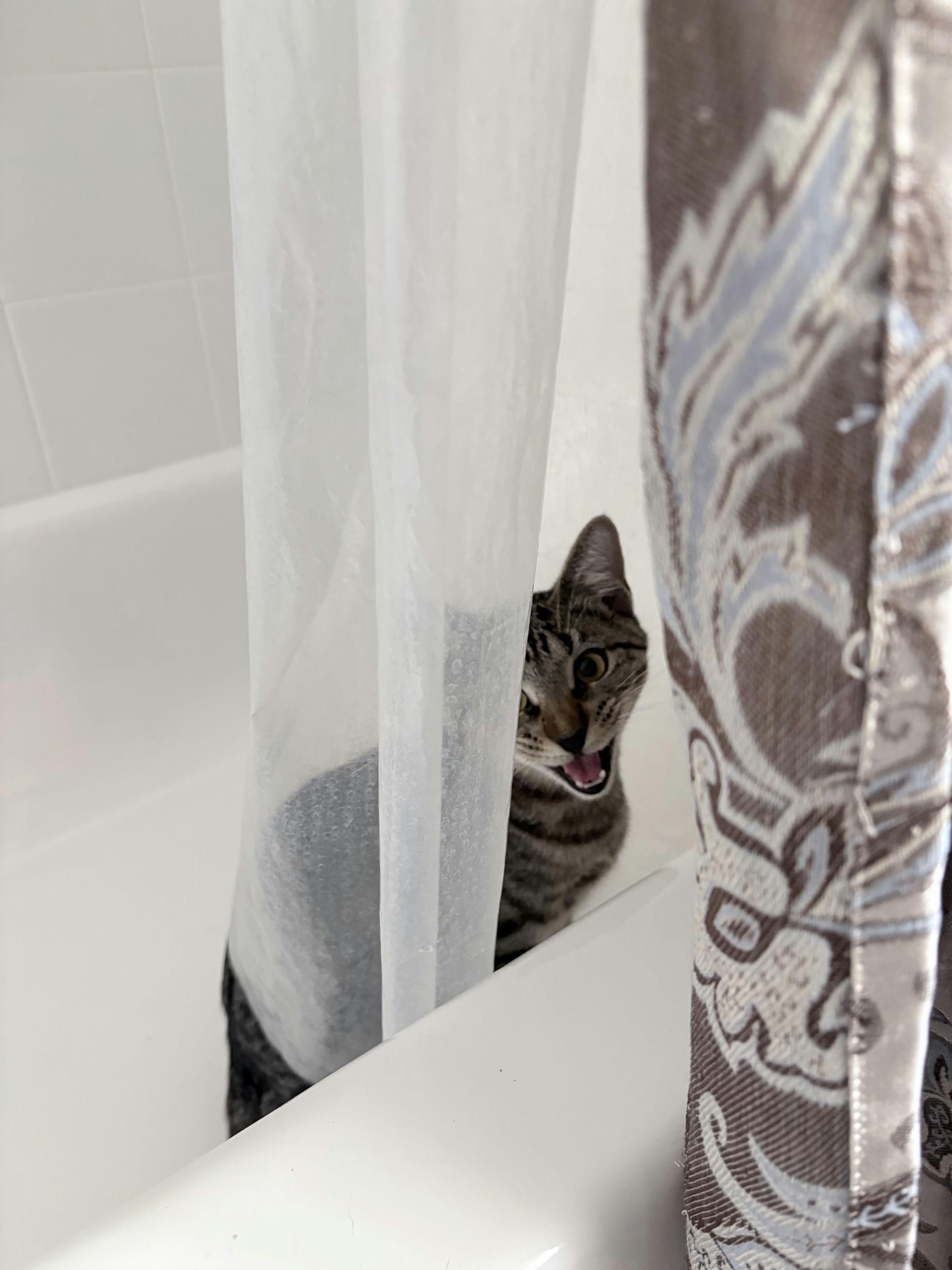 Enlarge Figaro, a Adoptable Domestic Short Hair in Houston, TX image 4/6