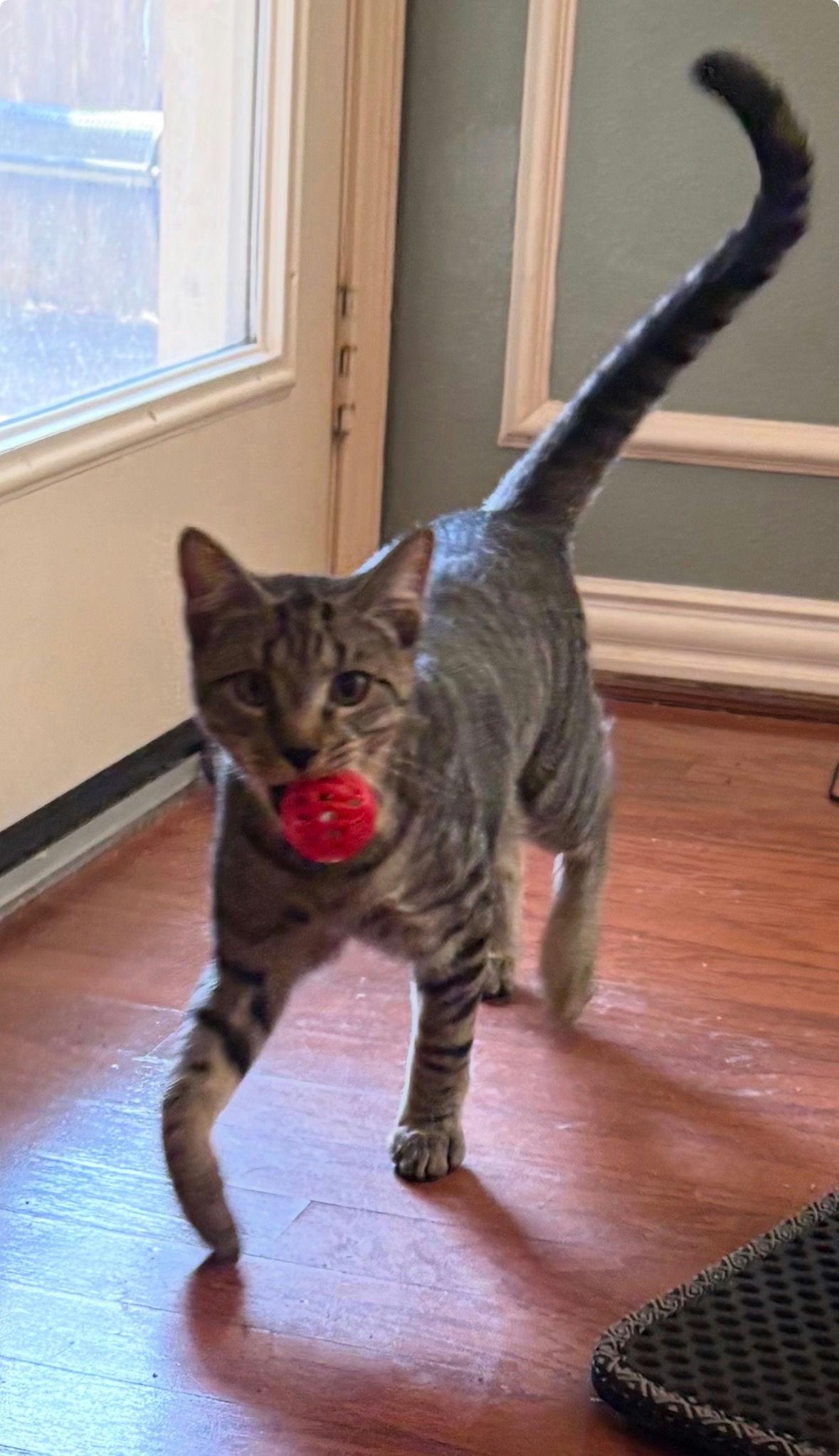 Enlarge Figaro, a Adoptable Domestic Short Hair in Houston, TX image 2/6