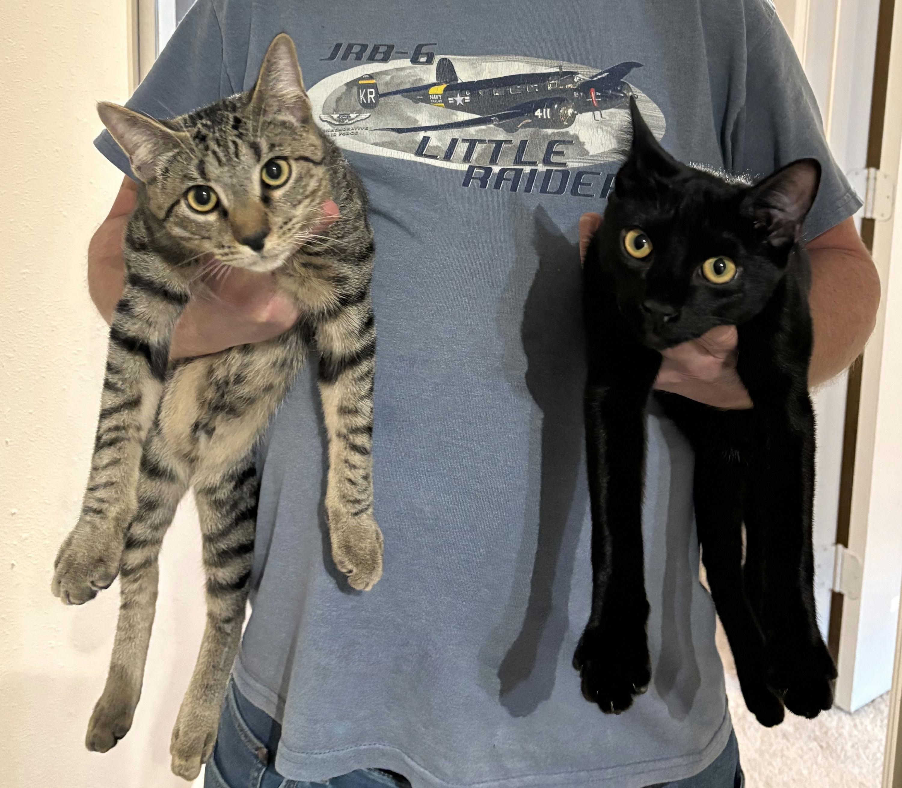 Enlarge Figaro, a Adoptable Domestic Short Hair in Houston, TX image 5/6