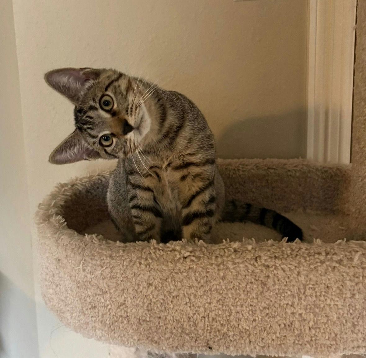 Enlarge Figaro, a Adoptable Domestic Short Hair in Houston, TX image 6/6