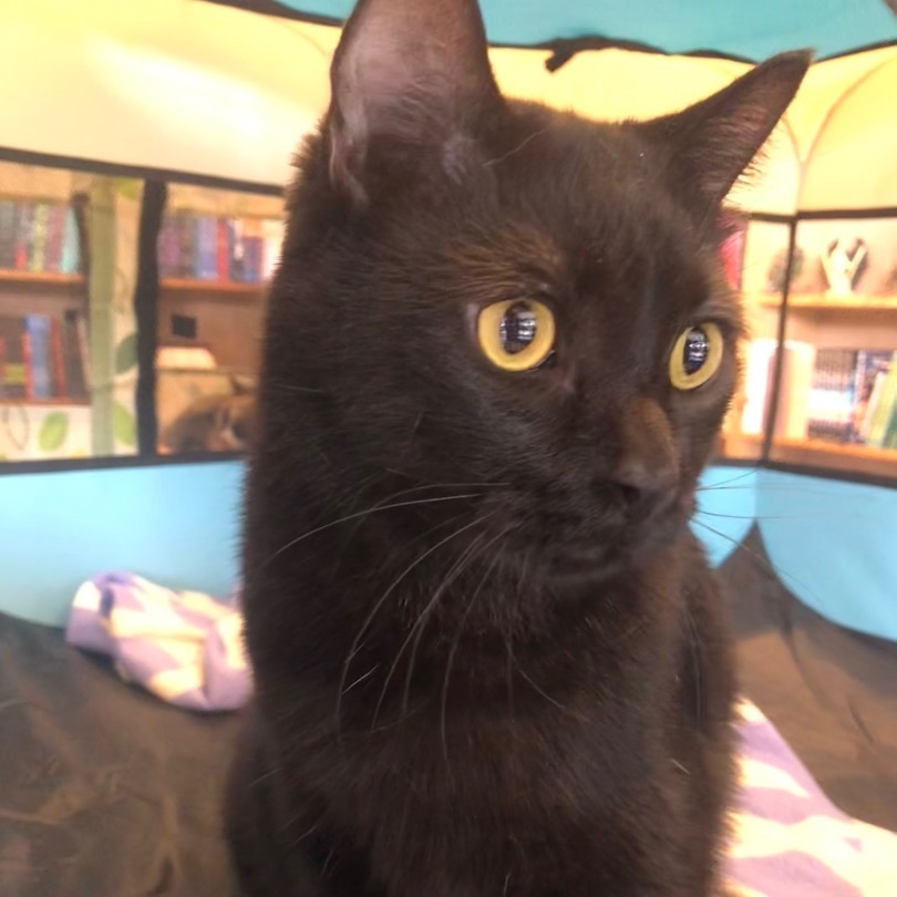 Fredrico, a Adoptable Domestic Short Hair in Marion, NC image 2/6