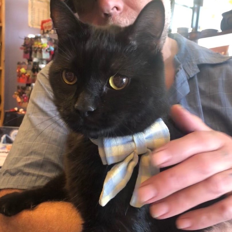 Fredrico, a Adoptable Domestic Short Hair in Marion, NC image 3/6