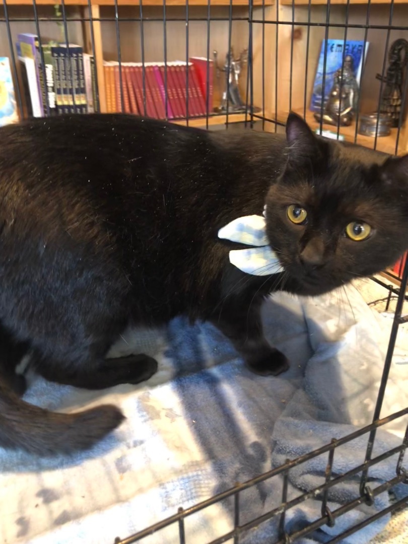 Fredrico, a Adoptable Domestic Short Hair in Marion, NC image 4/6