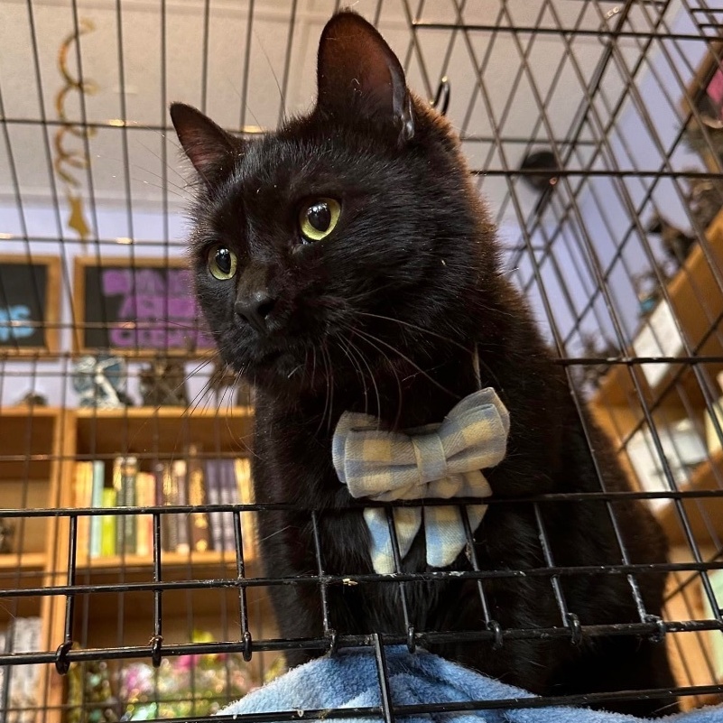 Fredrico, a Adoptable Domestic Short Hair in Marion, NC image 1/6