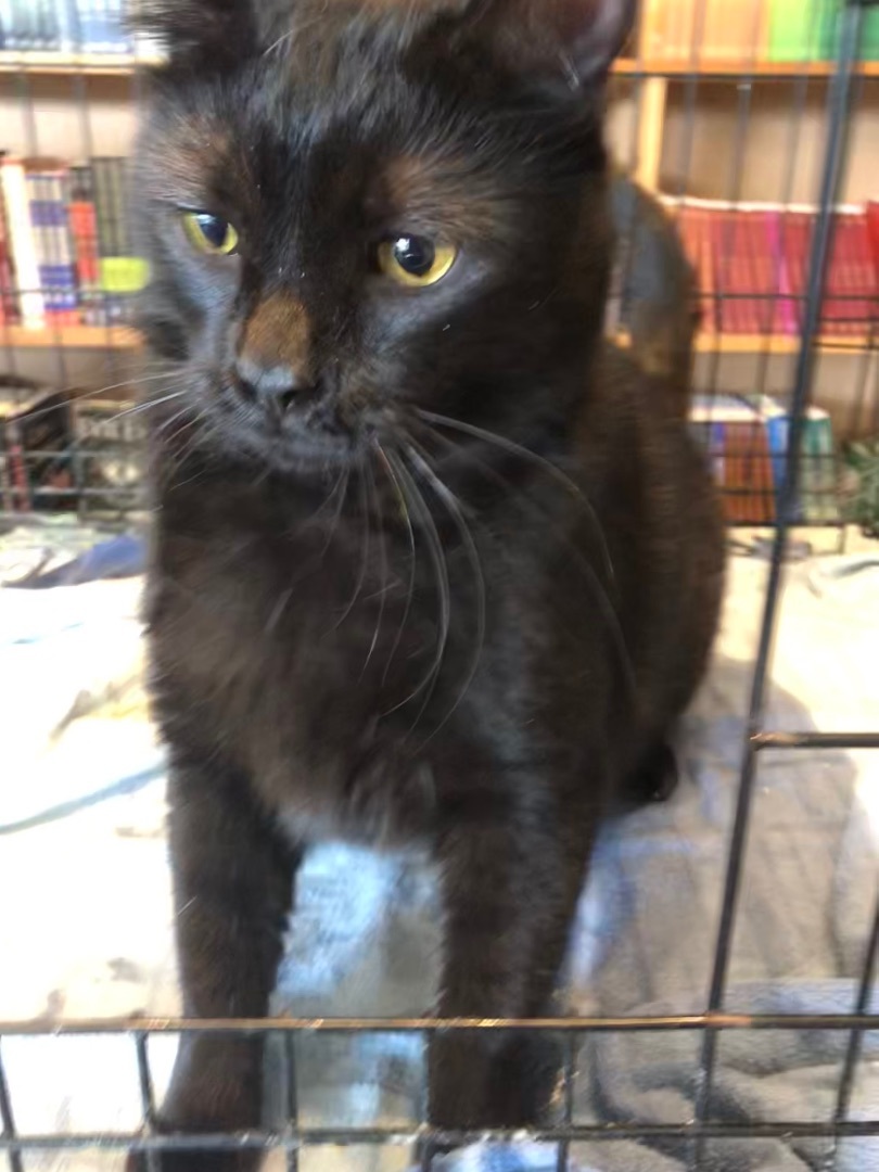 Fredrico, a Adoptable Domestic Short Hair in Marion, NC image 5/6