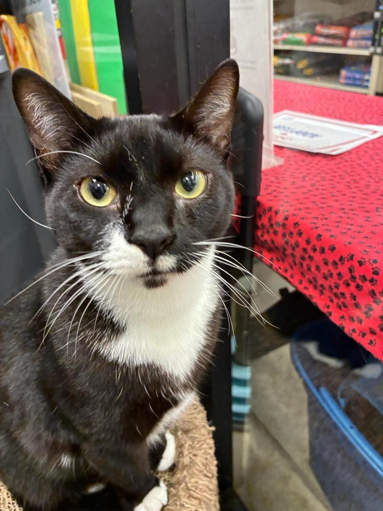 Azriel, Adoptable, Young Male Domestic Short Hair.