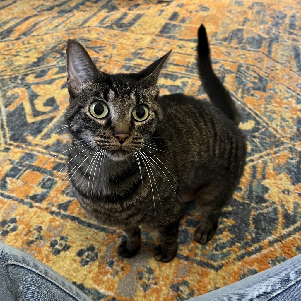 Suki, Adoptable, Senior Female Domestic Short Hair.