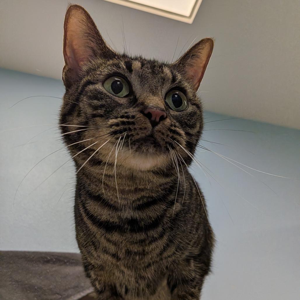 Enlarge Suki, a Adoptable Domestic Short Hair in Tulsa, OK image 3/4