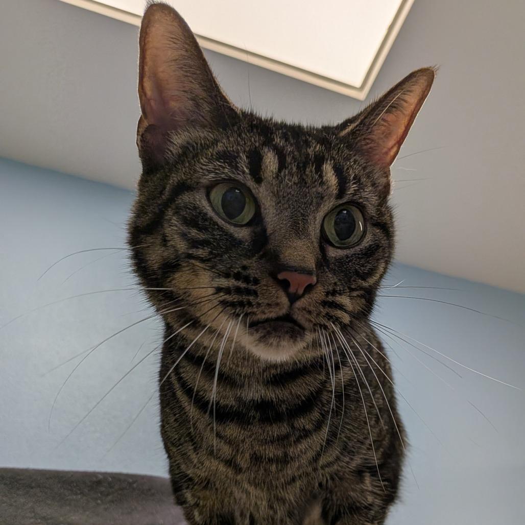 Enlarge Suki, a Adoptable Domestic Short Hair in Tulsa, OK image 4/4