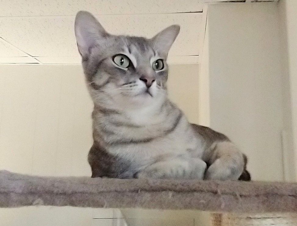 Carolina a silver beauty looking for a person to call my own!, Adoptable, Adult Female Domestic Short Hair.