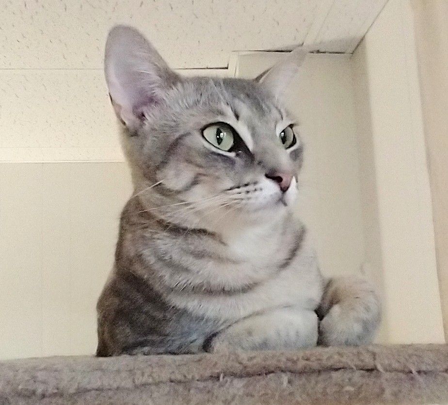 Carolina a silver beauty looking for a person to call my own!, a Adoptable Domestic Short Hair in Watchung, NJ image 2/5