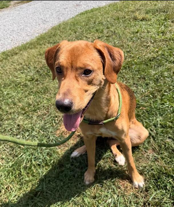 Enlarge Pumpkin, a Adoptable Hound in Candler, NC image 1/3