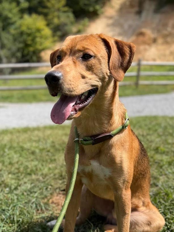 Enlarge Pumpkin, a Adoptable Hound in Candler, NC image 2/3