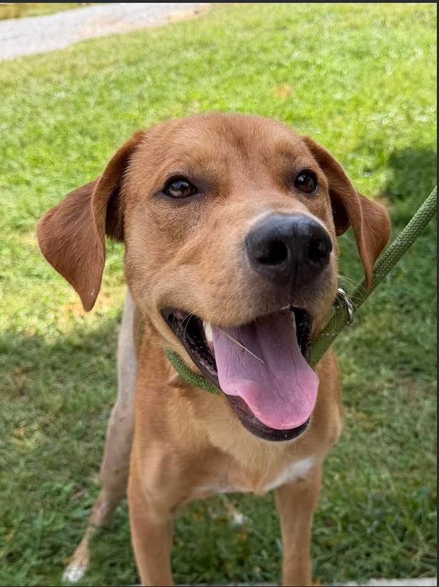 Enlarge Pumpkin, a Adoptable Hound in Candler, NC image 3/3