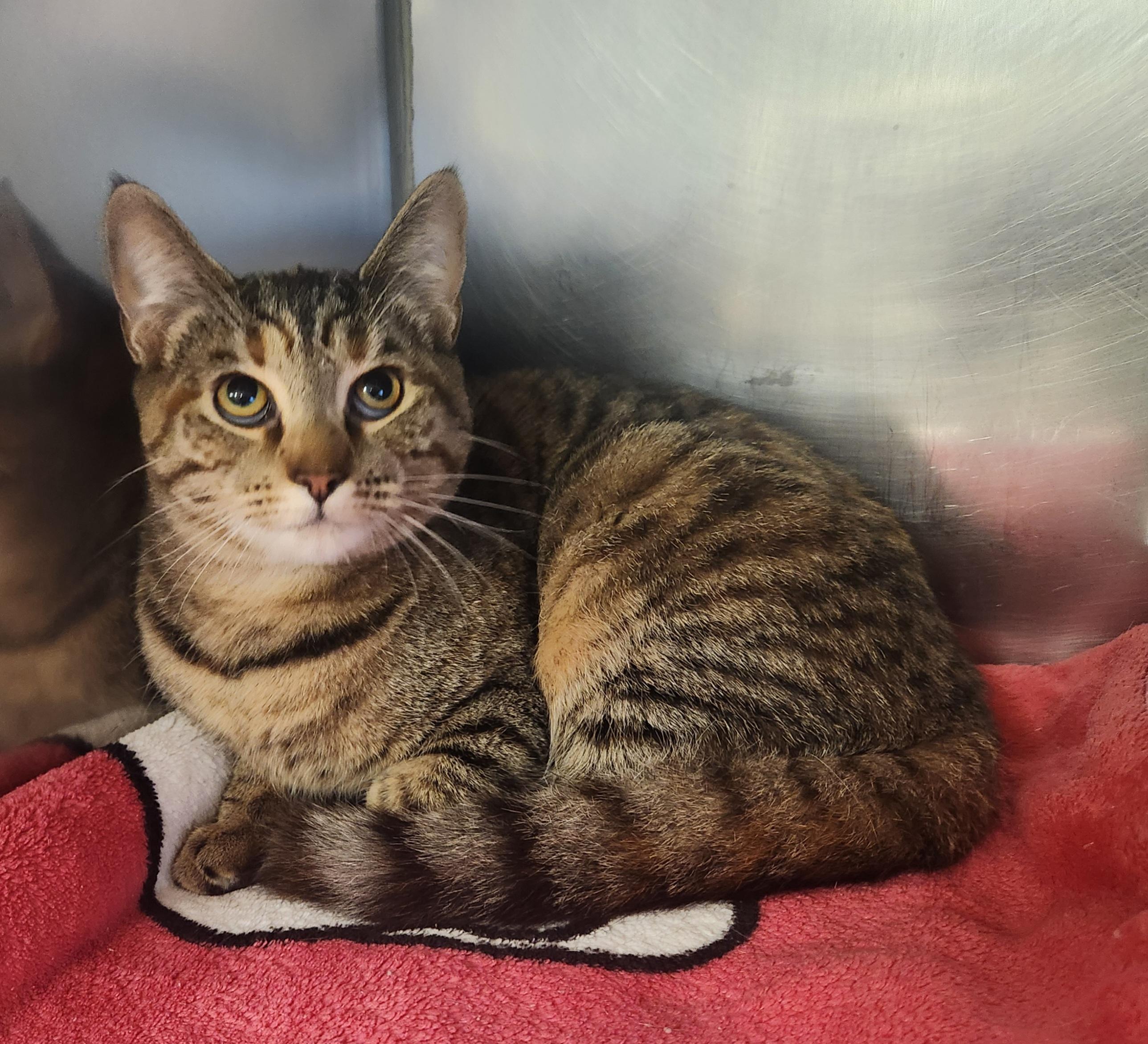 Enlarge Willow, a Adoptable Domestic Short Hair in Clayton, NJ image 1/1