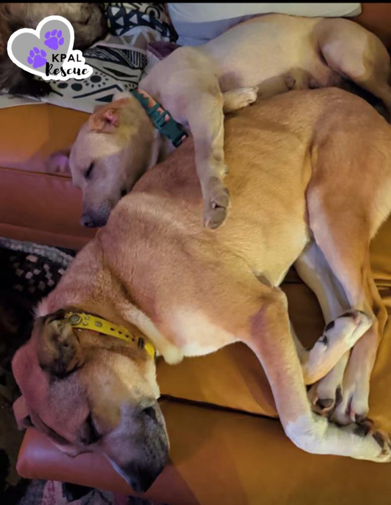 Enlarge Honey - Bear Mama, a Adoptable mixed breed in Kenai, AK image 1/6