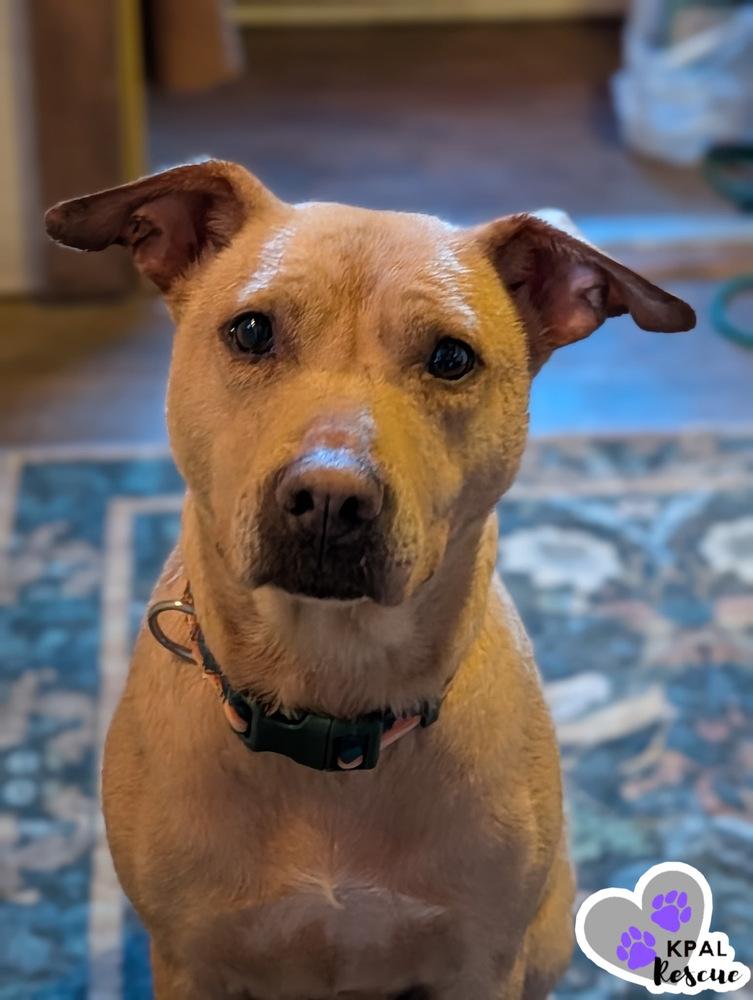 Enlarge Honey - Bear Mama, a Adoptable mixed breed in Kenai, AK image 2/6