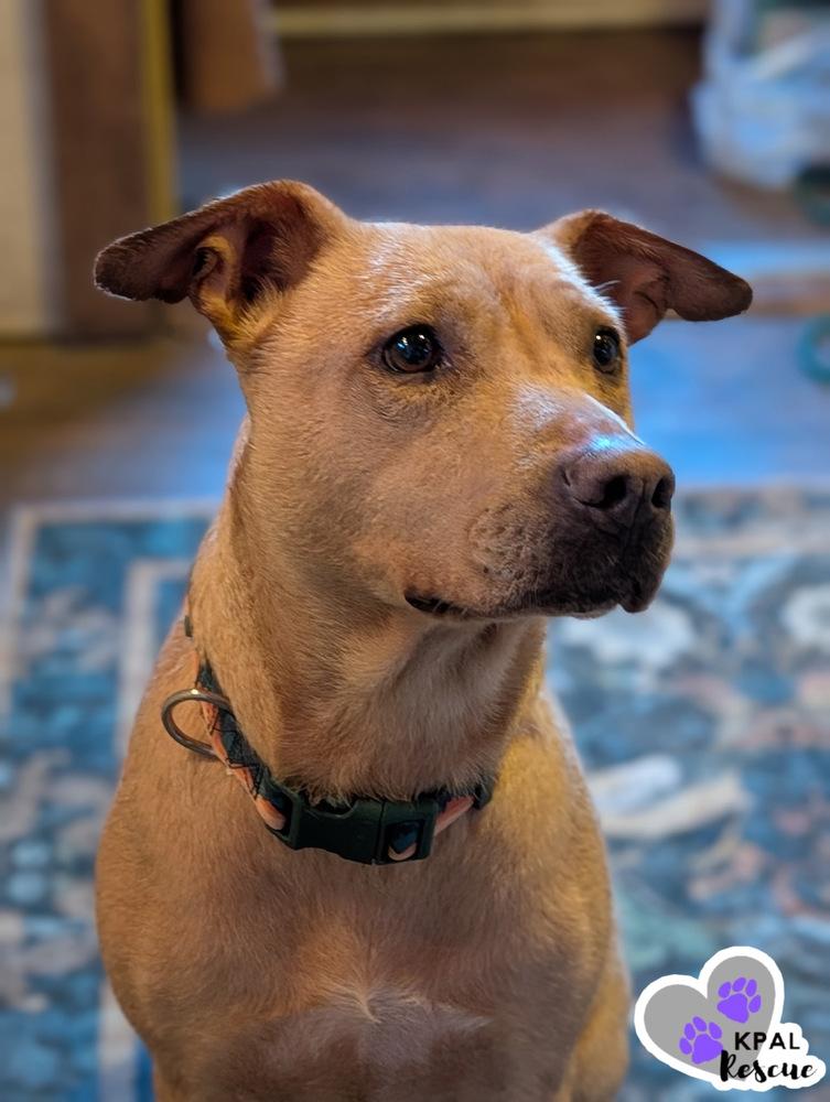 Enlarge Honey - Bear Mama, a Adoptable mixed breed in Kenai, AK image 3/6