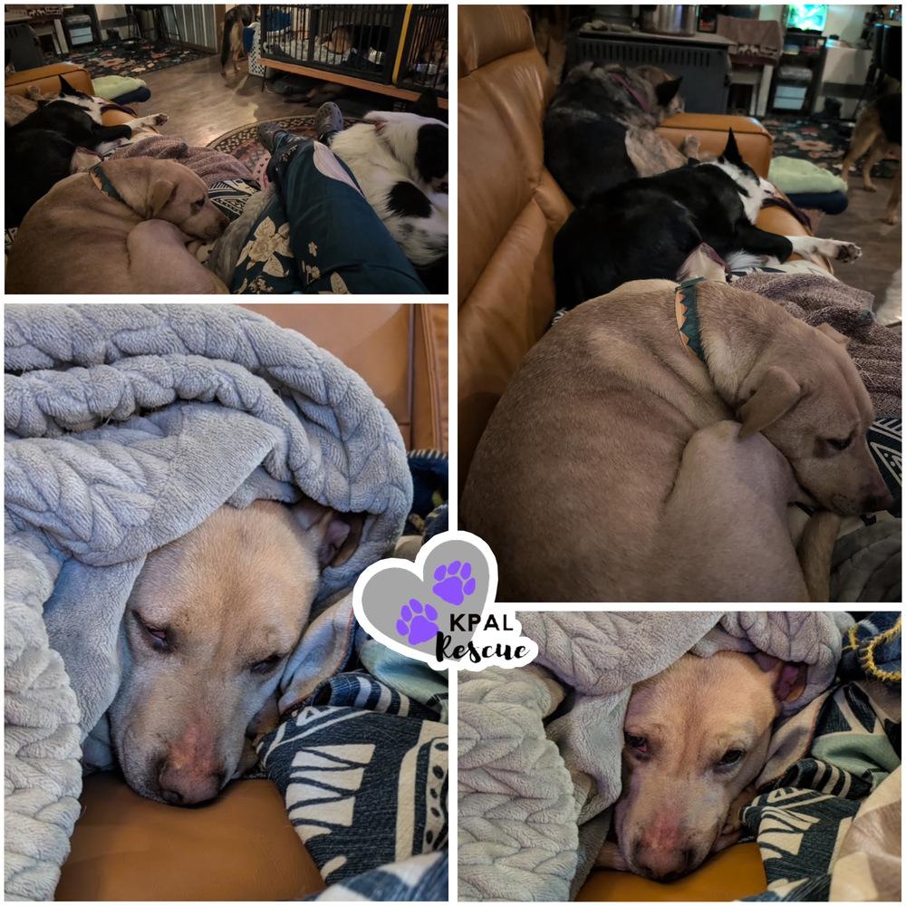 Enlarge Honey - Bear Mama, a Adoptable mixed breed in Kenai, AK image 4/6