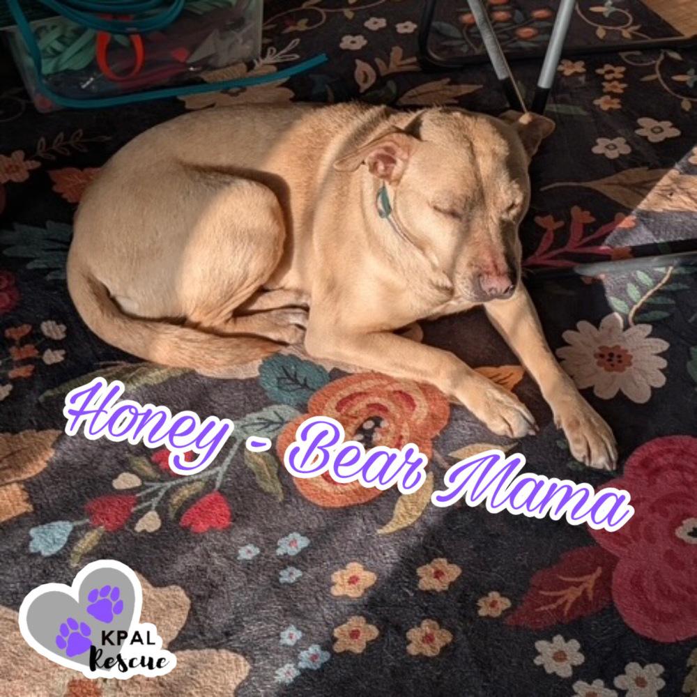 Enlarge Honey - Bear Mama, a Adoptable mixed breed in Kenai, AK image 5/6