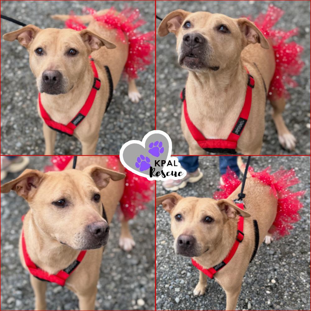 Enlarge Honey - Bear Mama, a Adoptable mixed breed in Kenai, AK image 6/6