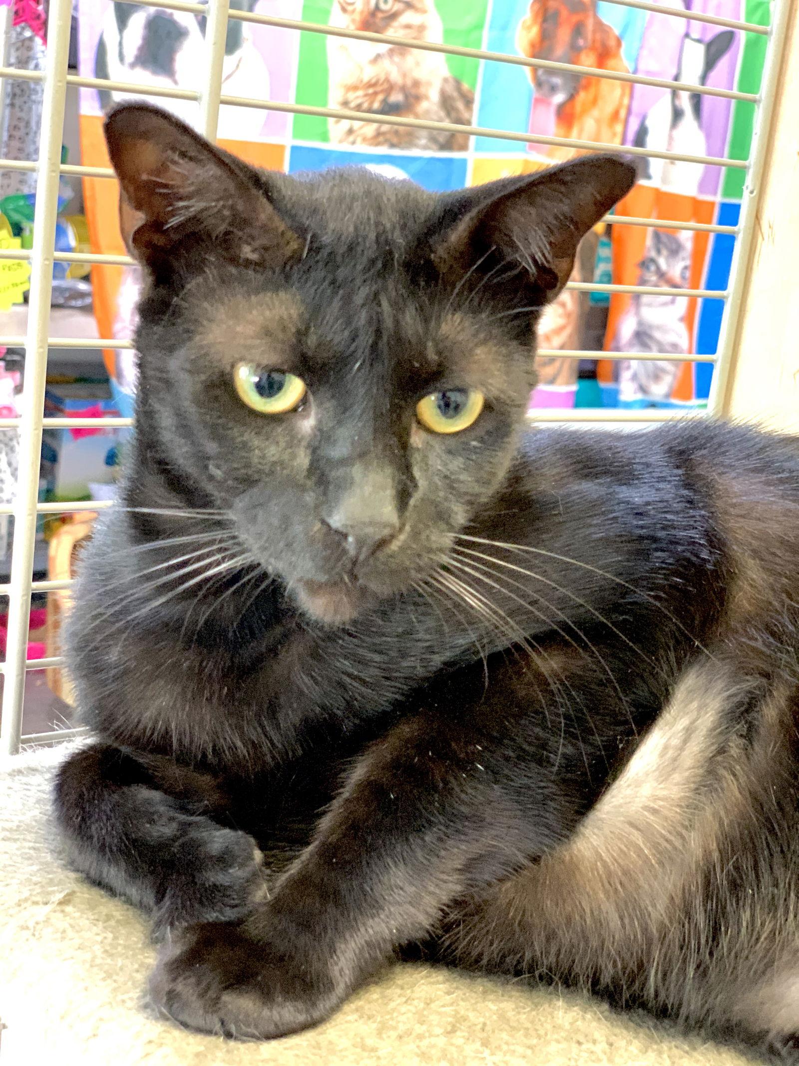 Enlarge George, a Adoptable Domestic Short Hair in Margate, FL image 2/3