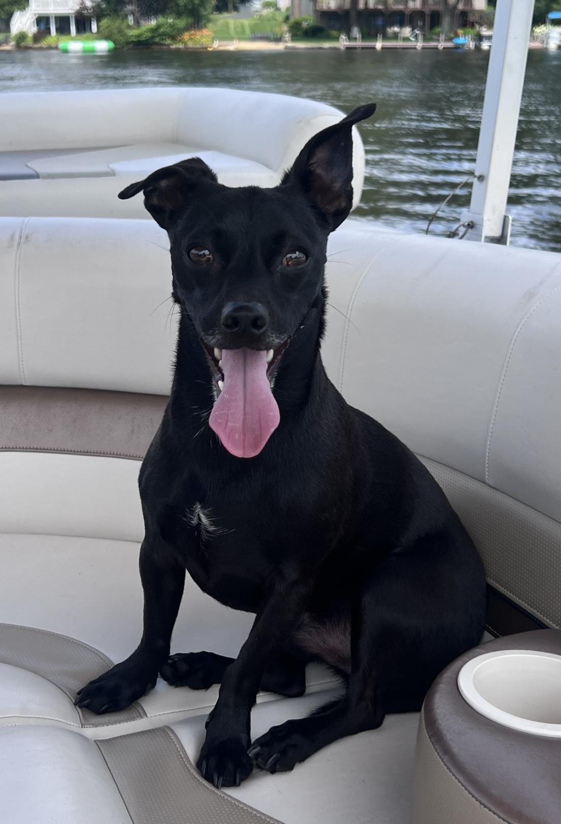 Milo, ADOPTABLE, Young Male Rat Terrier & Chihuahua.