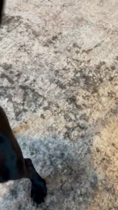 Enlarge Milo, a ADOPTABLE mixed breed in Medford, MA video 2/2