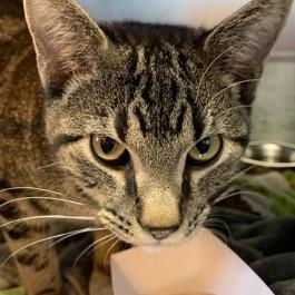 Delta @ Coffee and the Cats