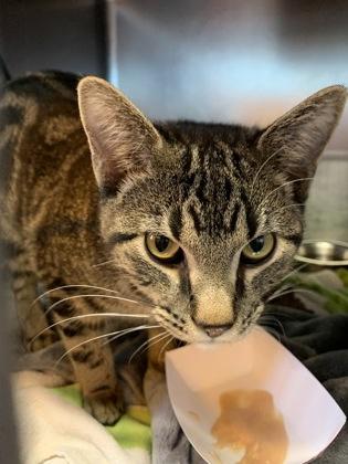 Delta @ Coffee and the Cats — thumbnail 2