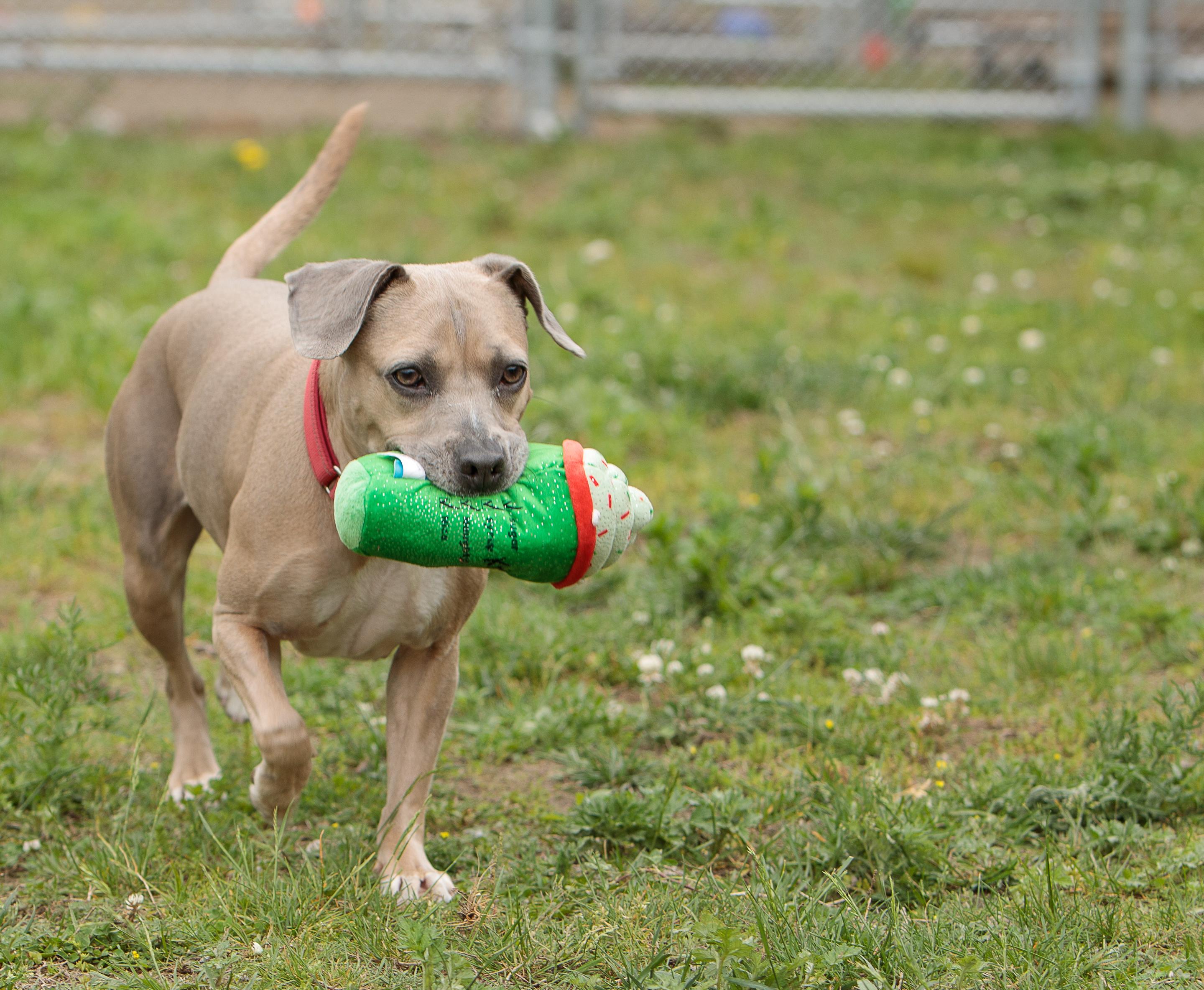 Coco-Chanel, a ADOPTABLE mixed breed in Cranston, RI image 1/3