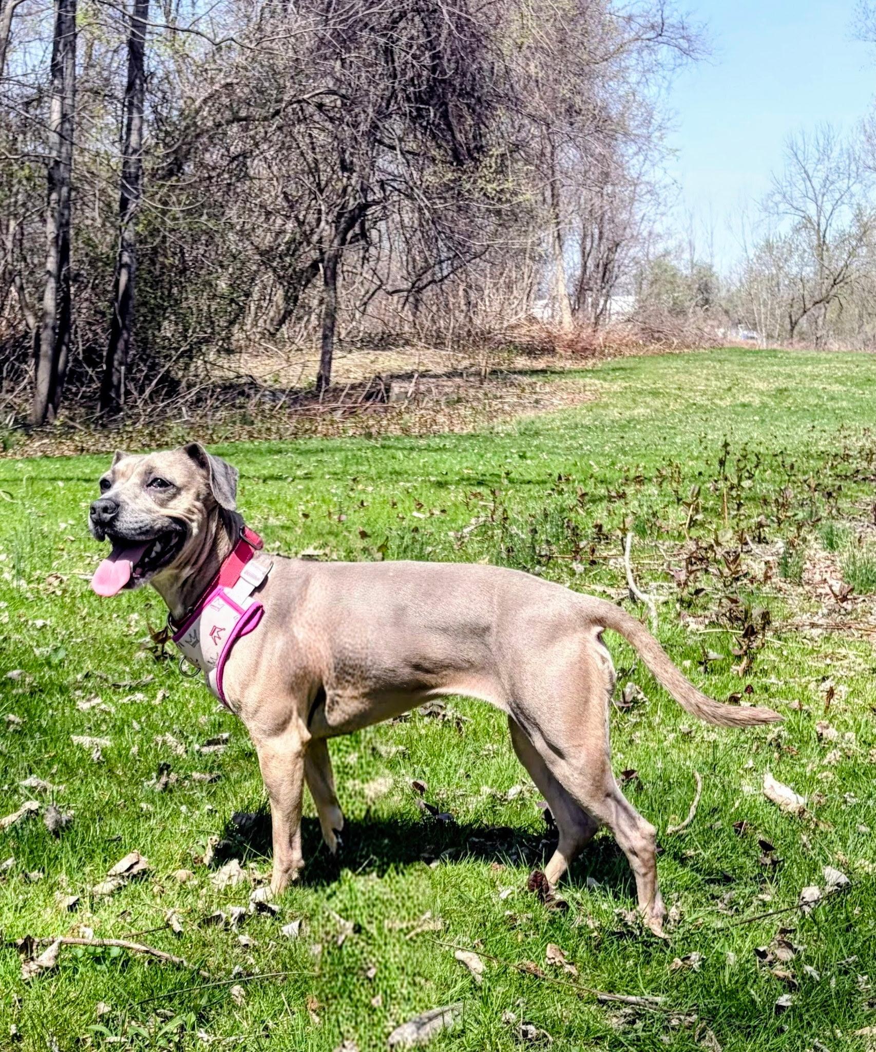 Coco-Chanel, a ADOPTABLE mixed breed in Cranston, RI image 2/3