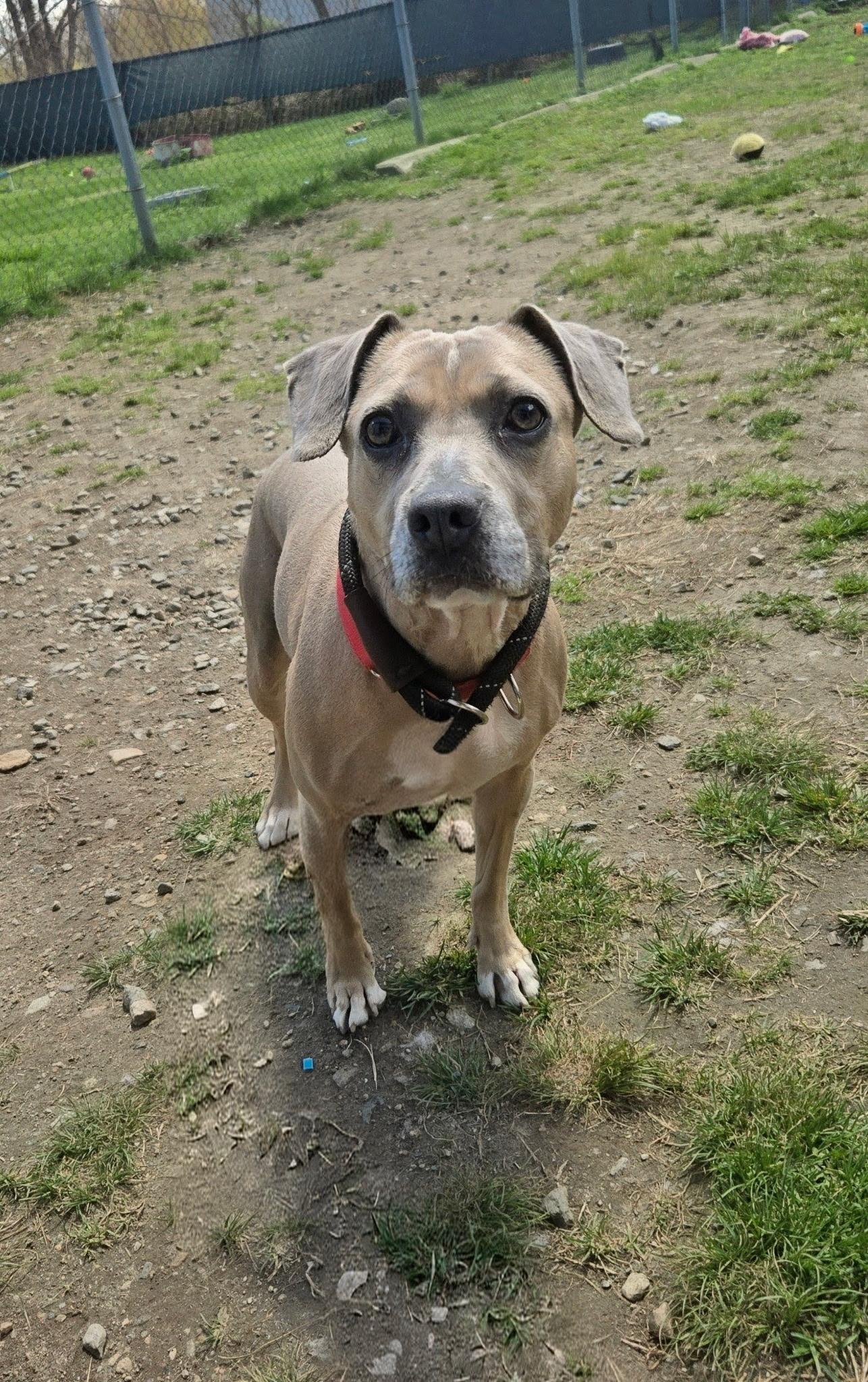 Coco-Chanel, ADOPTABLE, Young Female Beagle.