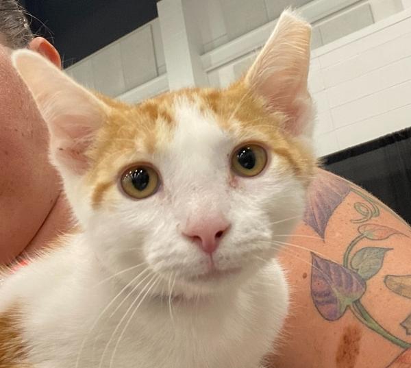 Macaroni, Adoptable, Kitten Male Domestic Short Hair.