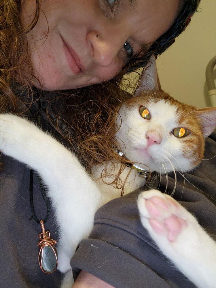 Macaroni, a Adoptable Domestic Short Hair in Dayton, OH image 2/5